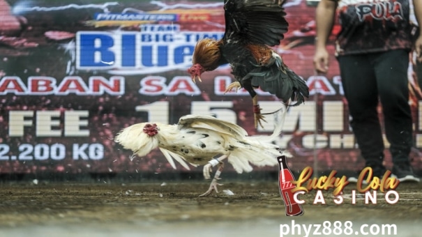 Blog 1 Live Sabong fights, a thrilling spectacle deeply rooted in Philippine culture, have transitioned from traditional arenas to the digital world, captivating audiences nationwide.